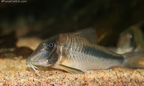 Corydoras amapaensis