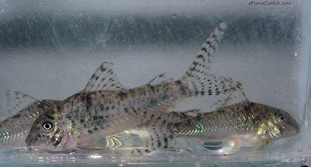 Corydoras aurofrenatus