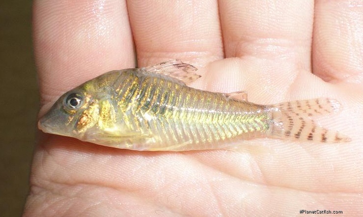 Corydoras aurofrenatus