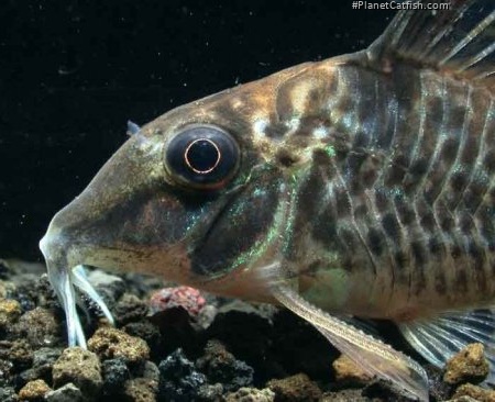 Corydoras blochi