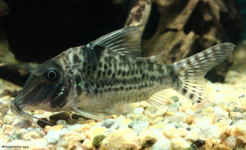Corydoras blochi