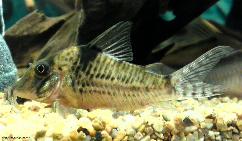 Corydoras blochi