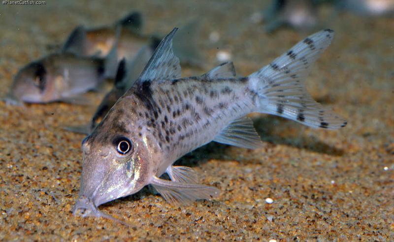 Corydoras blochi