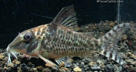 Corydoras blochi