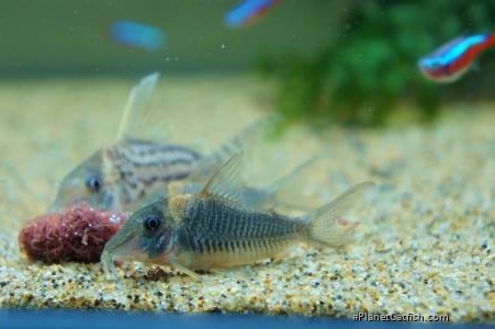 Corydoras caramater