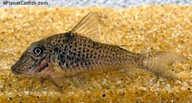 Corydoras cervinus