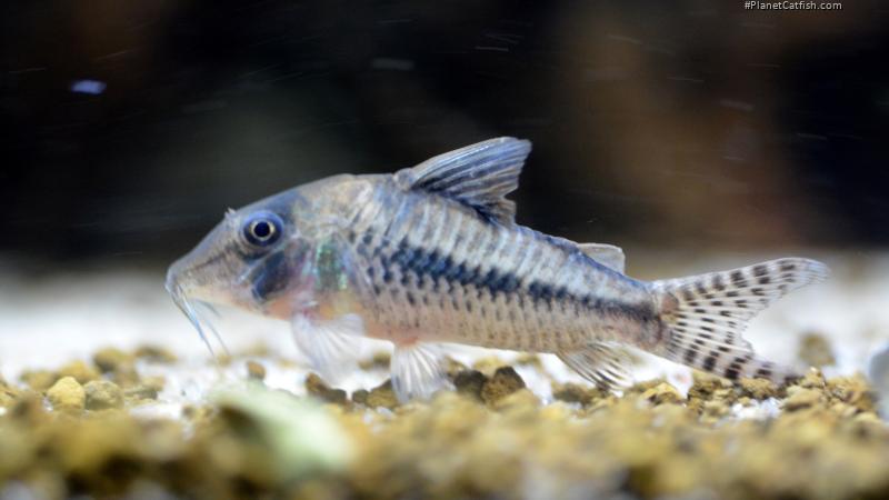 Corydoras cortesi