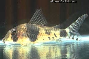 [Discussion] maintenance-conseils-pour-corydoras - Page 6 1