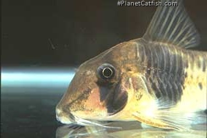 Corydoras desana