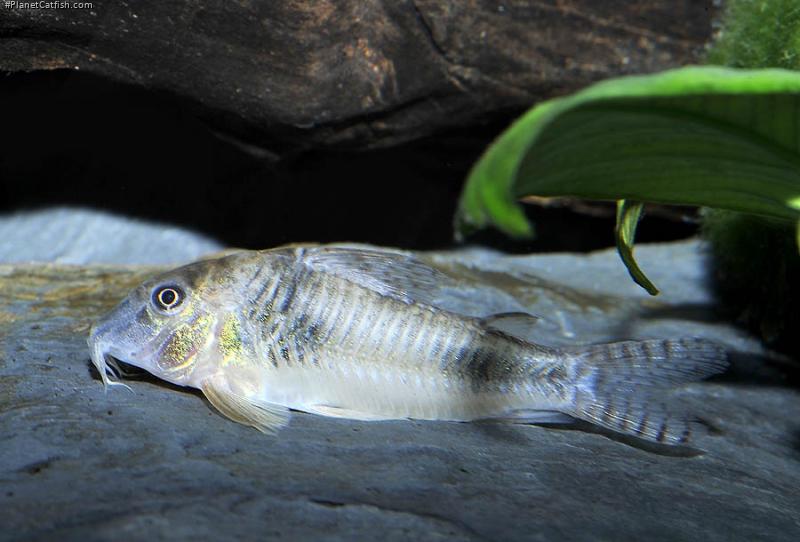 Corydoras ellisae