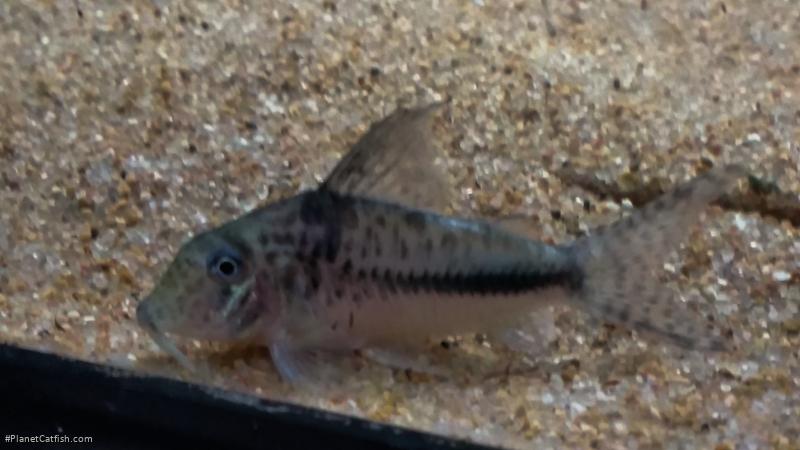 Corydoras filamentosus