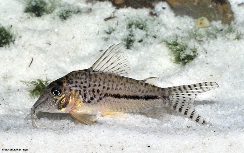 Corydoras fulleri