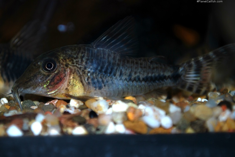 Corydoras fulleri