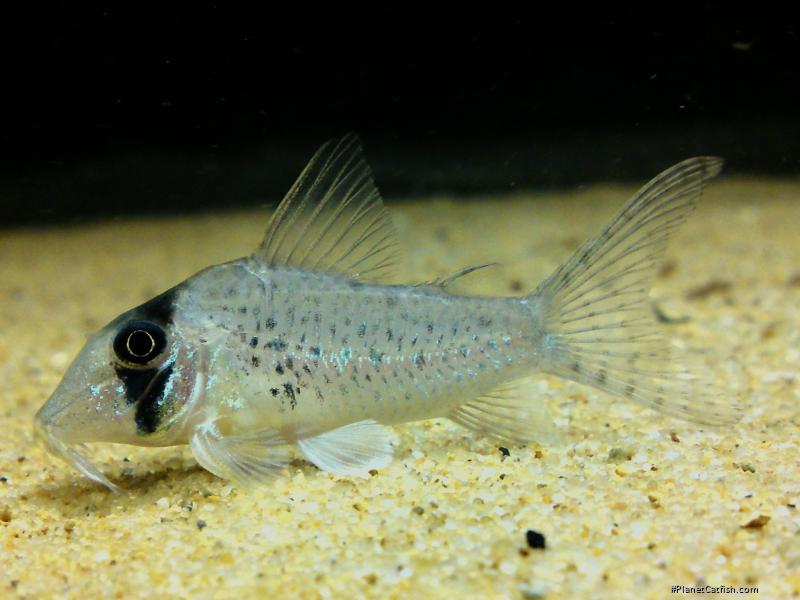 Corydoras iiap
