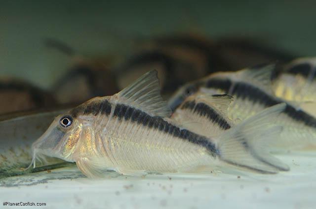 Corydoras narcissus