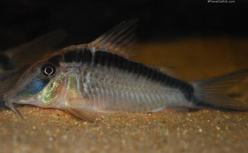 Corydoras narcissus