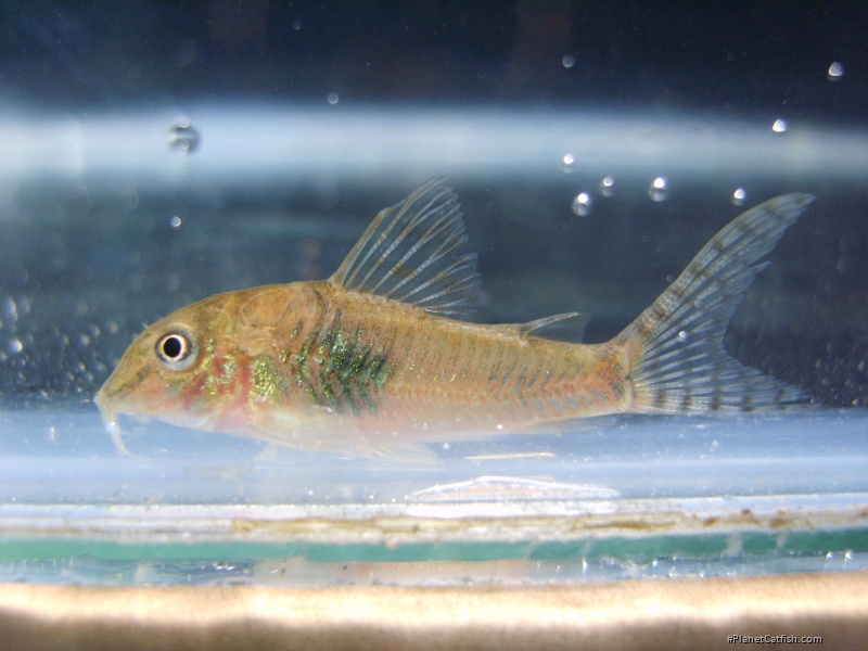 Corydoras negro