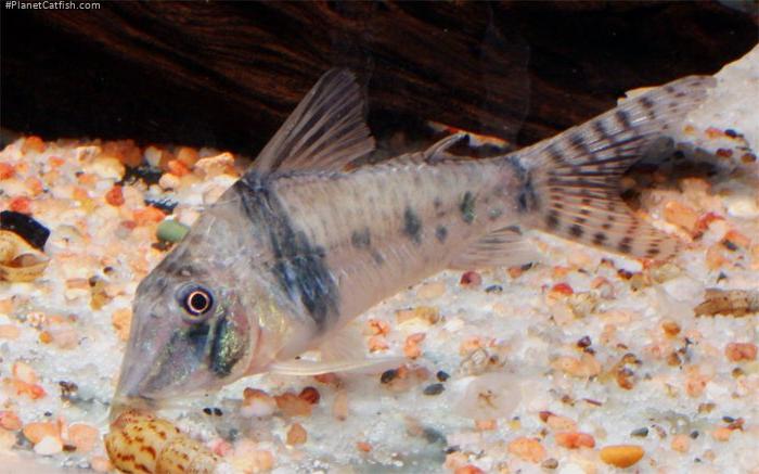 Corydoras orcesi