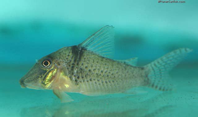 Corydoras pastazensis