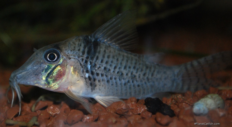 [Discussion] maintenance-conseils-pour-corydoras - Page 6 3