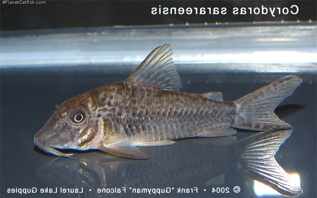 Corydoras sarareensis