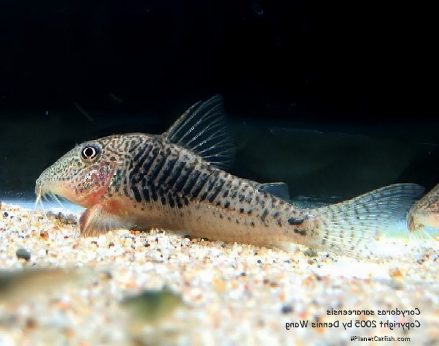 Corydoras sarareensis