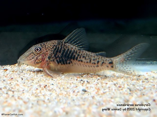 Corydoras sarareensis