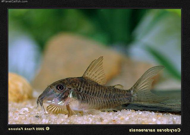 Corydoras sarareensis