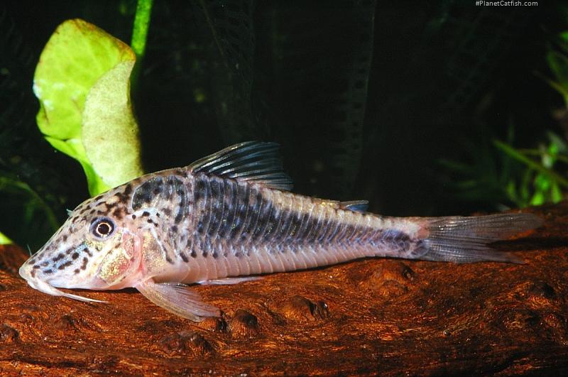 Corydoras sarareensis