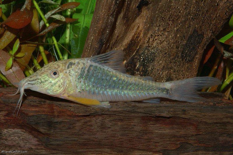 Corydoras semiaquilus