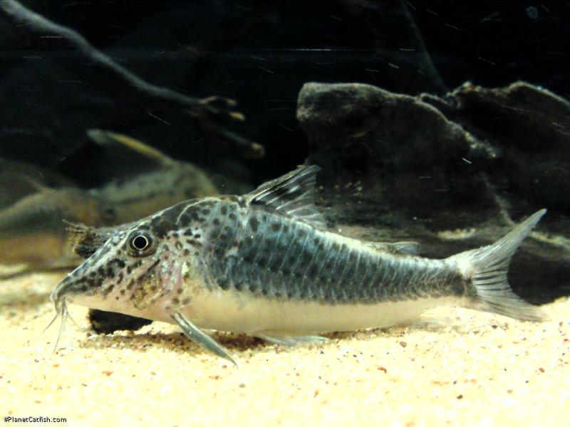 Corydoras semiaquilus