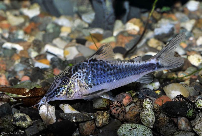 Corydoras semiaquilus