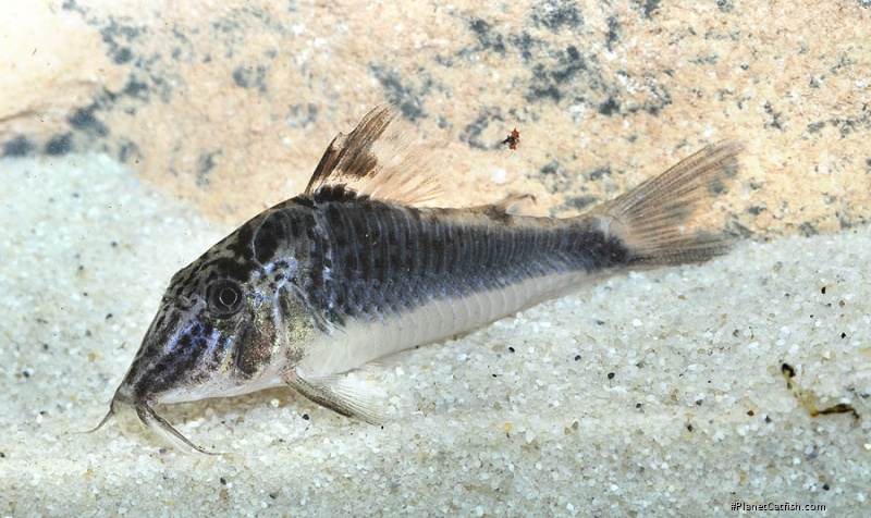 Corydoras semiaquilus