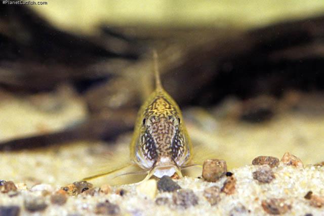 Corydoras semiaquilus