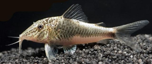 Corydoras semiaquilus