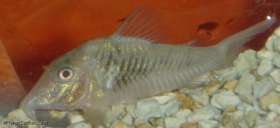 Corydoras semiaquilus