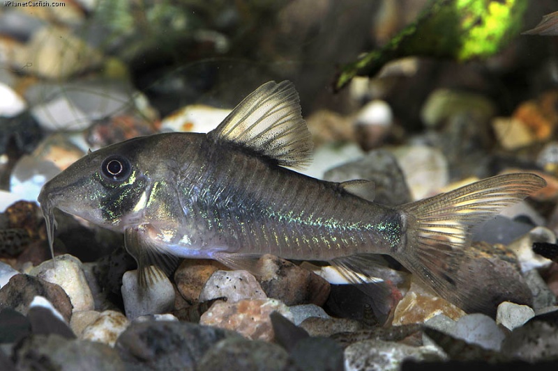 Corydoras septentrionalis