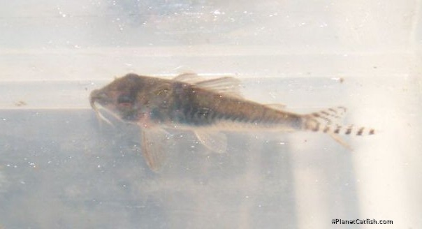 Corydoras septentrionalis