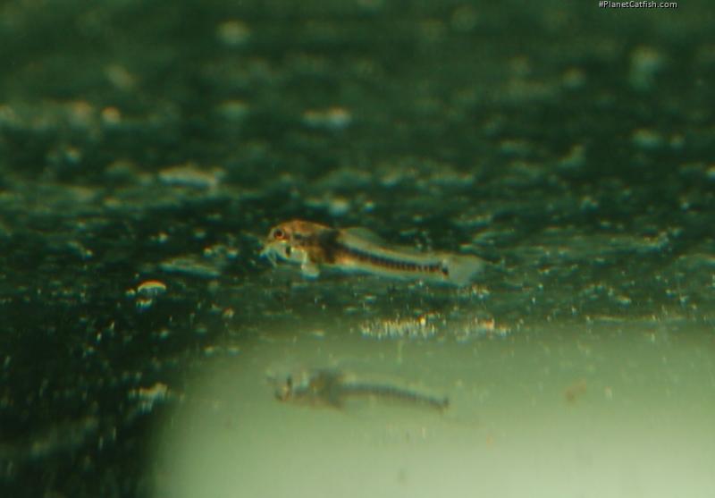 Corydoras serratus