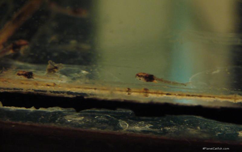 Corydoras serratus