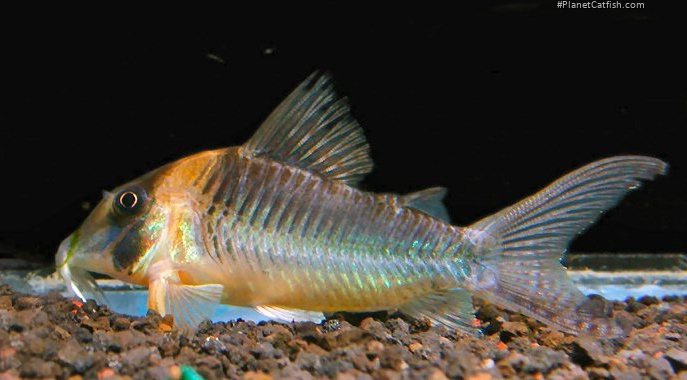 Corydoras serratus