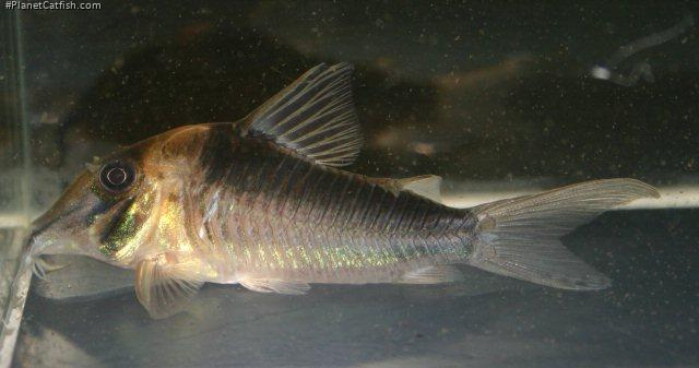 Corydoras serratus