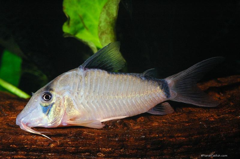 Corydoras simulatus