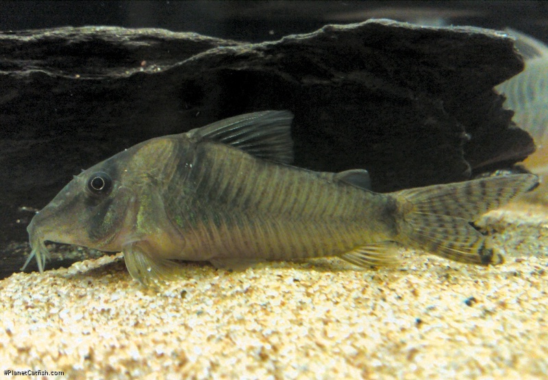 Corydoras simulatus