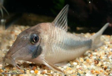 Corydoras solox