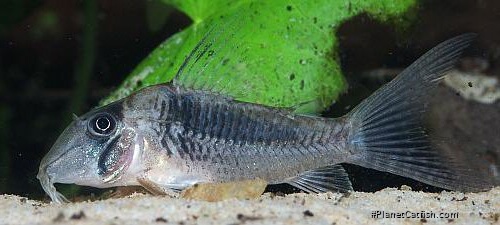 Corydoras solox