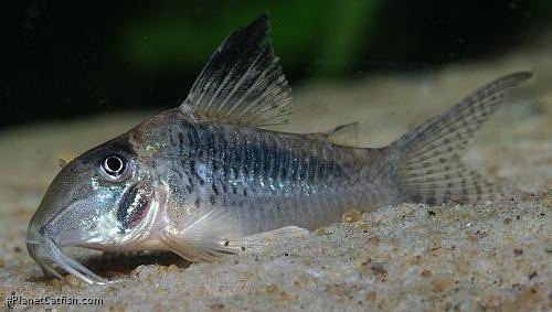 Corydoras solox