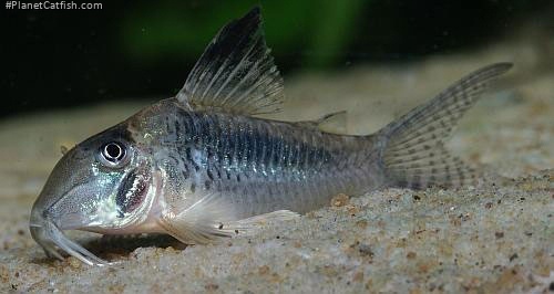 Corydoras solox