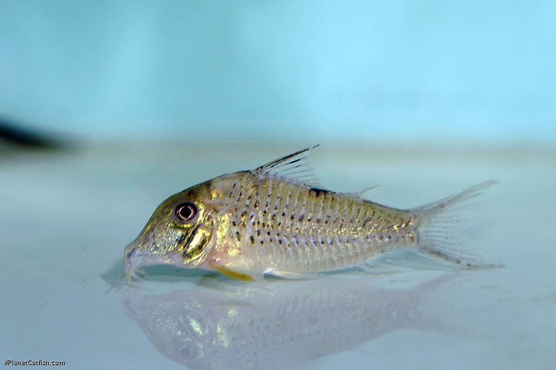 Corydoras sp. (C042)