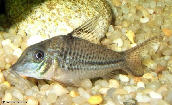 Corydoras sp. (C042)